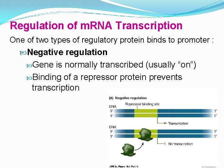 Regulation of m. RNA Transcription One of two types of regulatory protein binds to