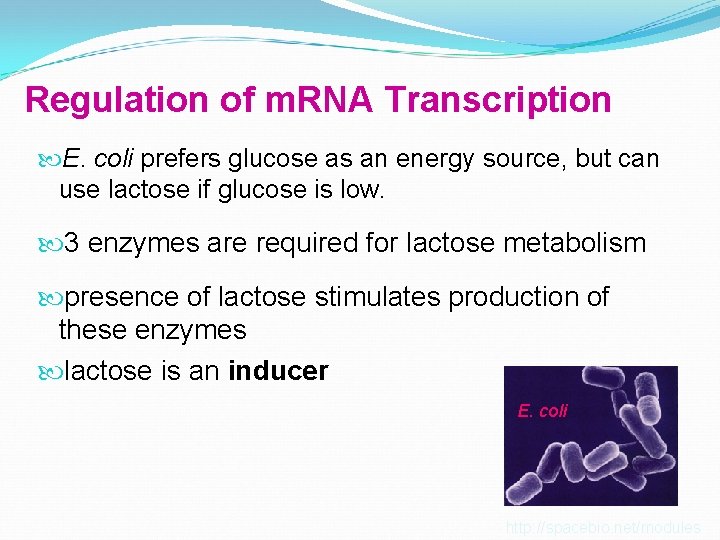 Regulation of m. RNA Transcription E. coli prefers glucose as an energy source, but