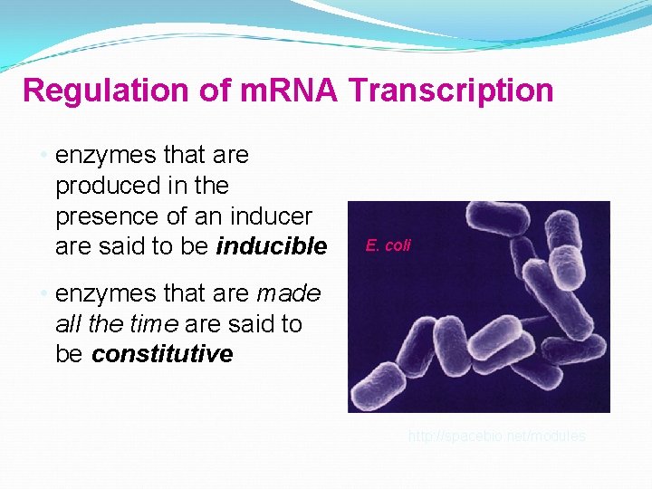 Regulation of m. RNA Transcription • enzymes that are produced in the presence of