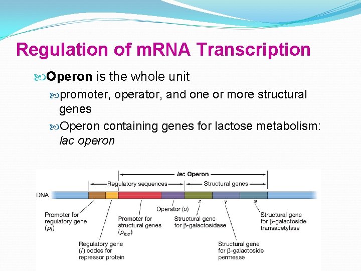 Regulation of m. RNA Transcription Operon is the whole unit promoter, operator, and one