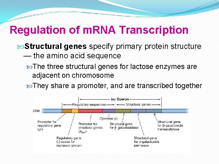 Regulation of m. RNA Transcription Structural genes specify primary protein structure — the amino