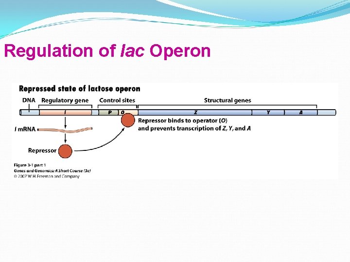 Regulation of lac Operon 