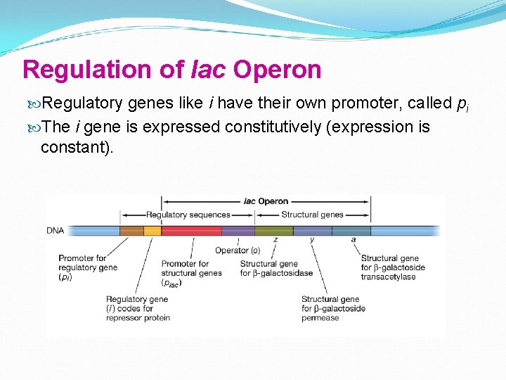 Regulation of lac Operon Regulatory genes like i have their own promoter, called pi