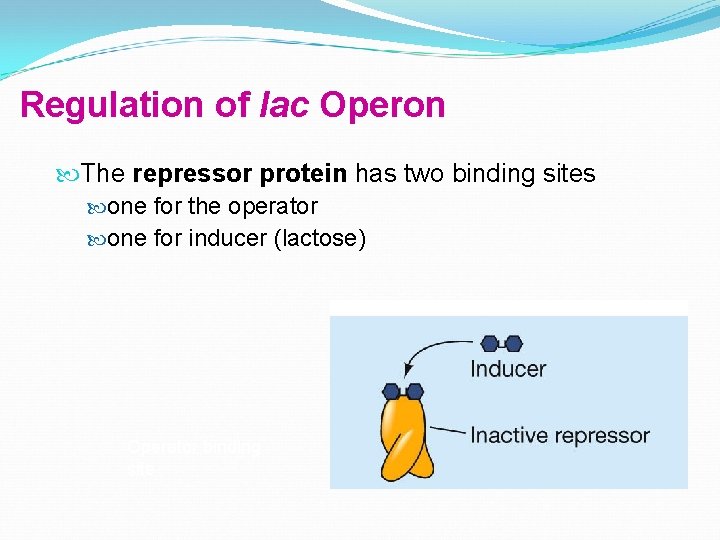 Regulation of lac Operon The repressor protein has two binding sites one for the