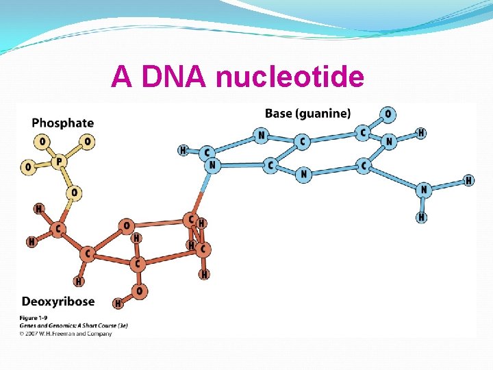 A DNA nucleotide 