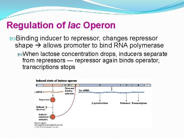 Regulation of lac Operon Binding inducer to repressor, changes repressor shape allows promoter to