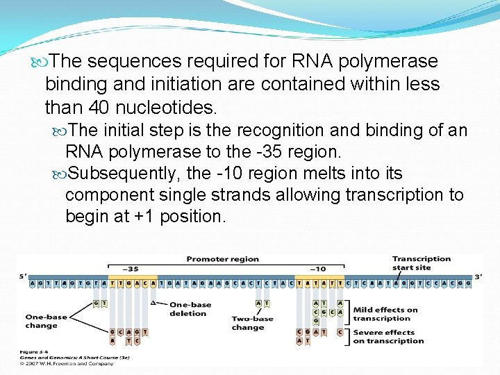  The sequences required for RNA polymerase binding and initiation are contained within less