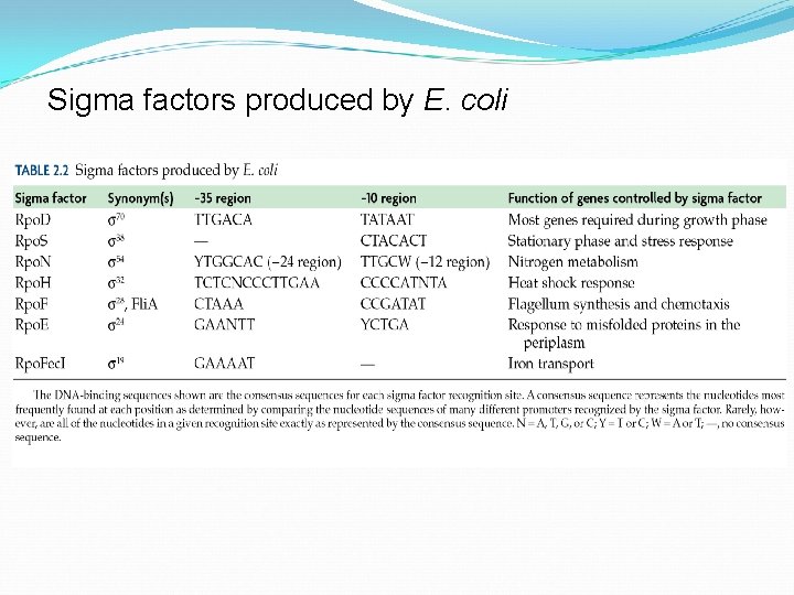 Sigma factors produced by E. coli 