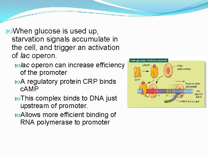  When glucose is used up, starvation signals accumulate in the cell, and trigger