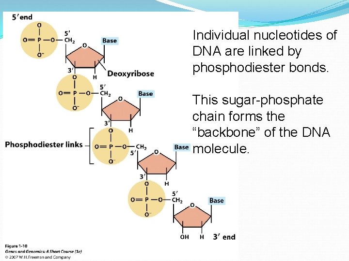 Individual nucleotides of DNA are linked by phosphodiester bonds. This sugar-phosphate chain forms the