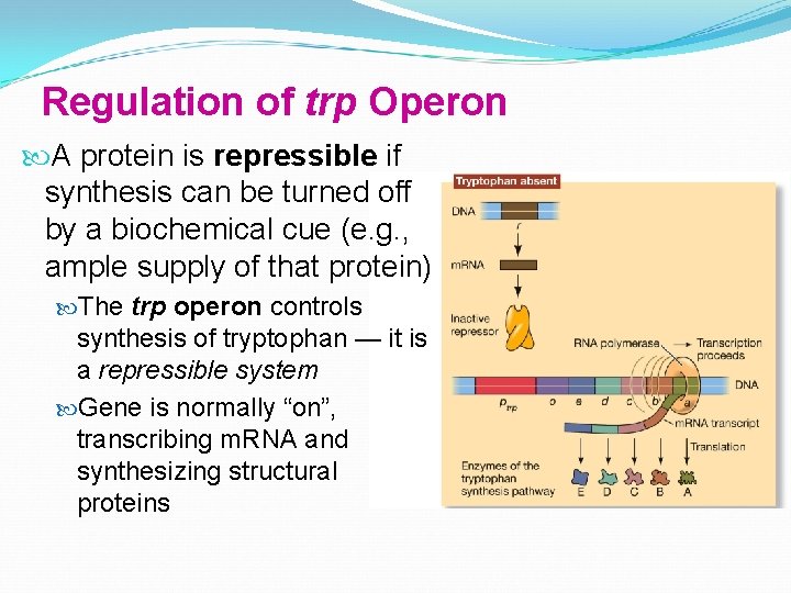 Regulation of trp Operon A protein is repressible if synthesis can be turned off