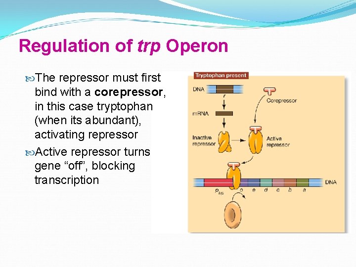 Regulation of trp Operon The repressor must first bind with a corepressor, in this