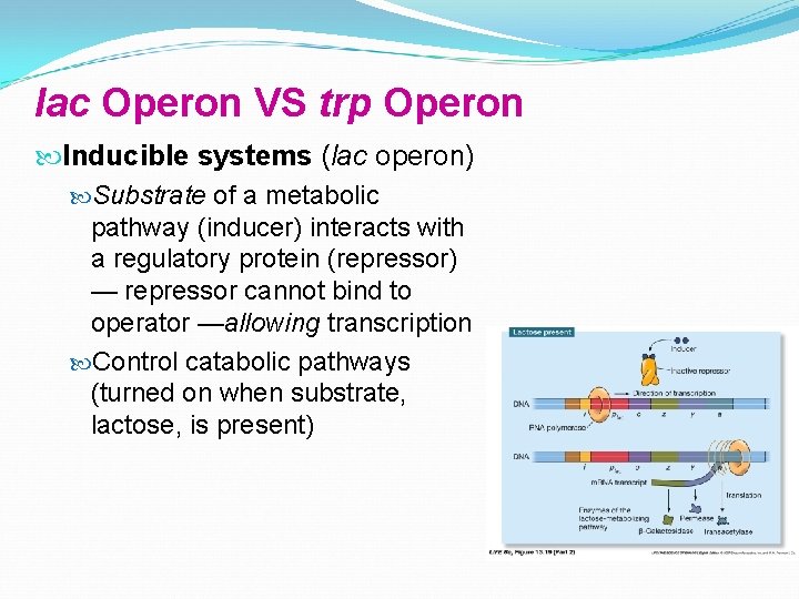 lac Operon VS trp Operon Inducible systems (lac operon) Substrate of a metabolic pathway