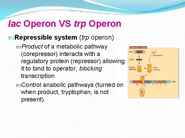 lac Operon VS trp Operon Repressible system (trp operon) Product of a metabolic pathway