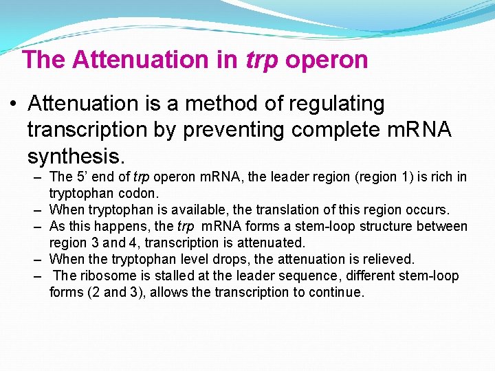 The Attenuation in trp operon • Attenuation is a method of regulating transcription by