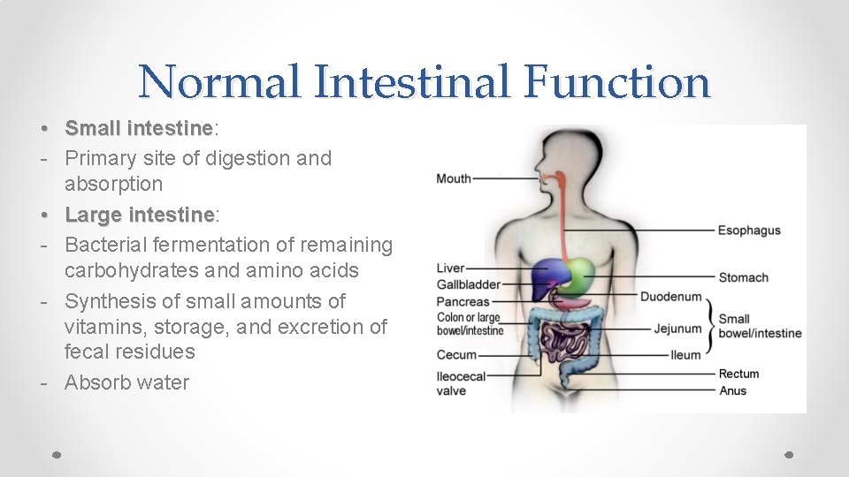 Normal Intestinal Function • Small intestine: intestine - Primary site of digestion and absorption