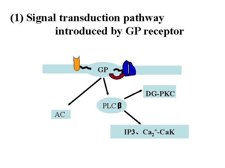 (1) Signal transduction pathway introduced by GP receptor GP DG-PKC PLC β AC IP