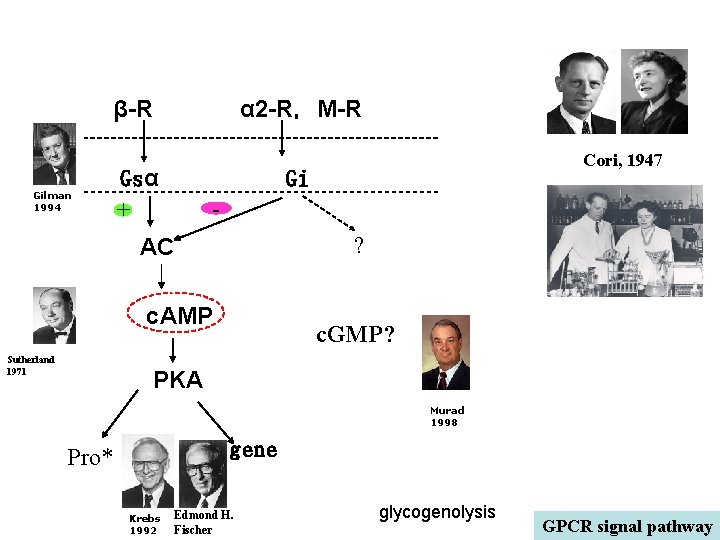  β-R α 2 -R，M-R α 1 -R，ET-R Cori, 1947 Gsα Gi Gqα ?