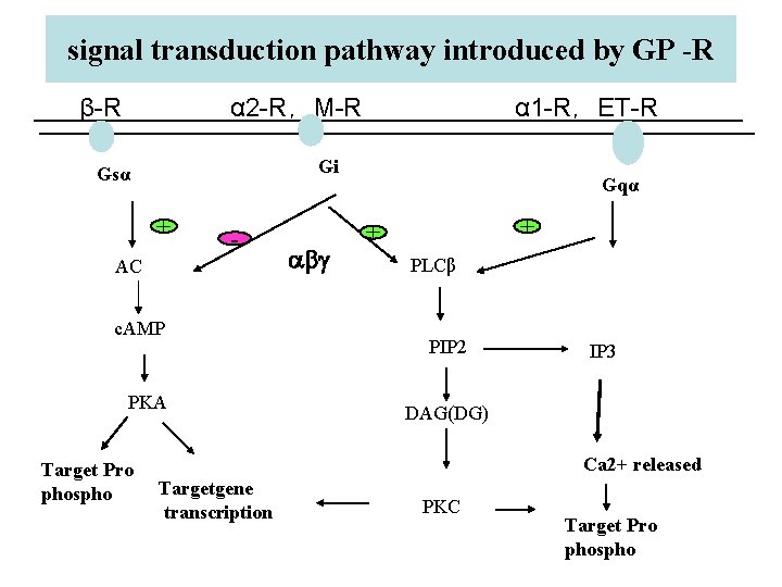  signal transduction pathway introduced by GP -R β-R α 2 -R，M-R α 1