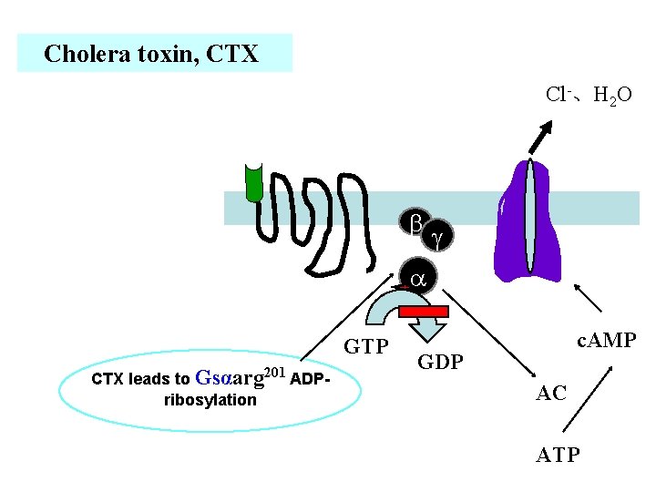 Cholera toxin, CTX Cl-、H 2 O GTP CTX leads to Gsαarg 201 ADPribosylation c.