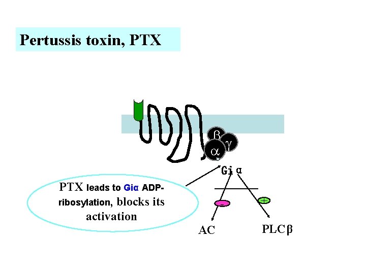 Pertussis toxin, PTX Giα PTX leads to Giα ADPribosylation, blocks its activation AC +