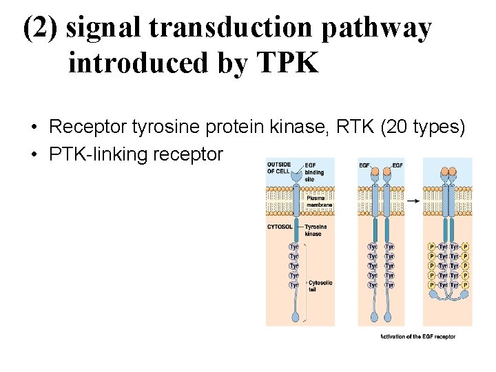 (2) signal transduction pathway introduced by TPK • Receptor tyrosine protein kinase, RTK (20