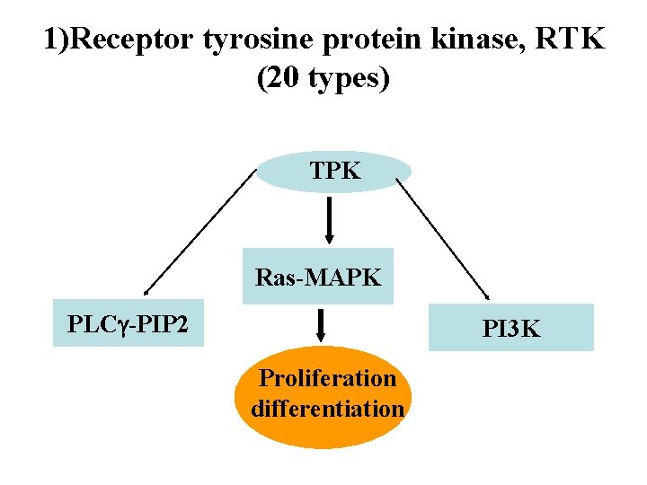 1)Receptor tyrosine protein kinase, RTK (20 types) TPK Ras-MAPK PLC -PIP 2 PI 3