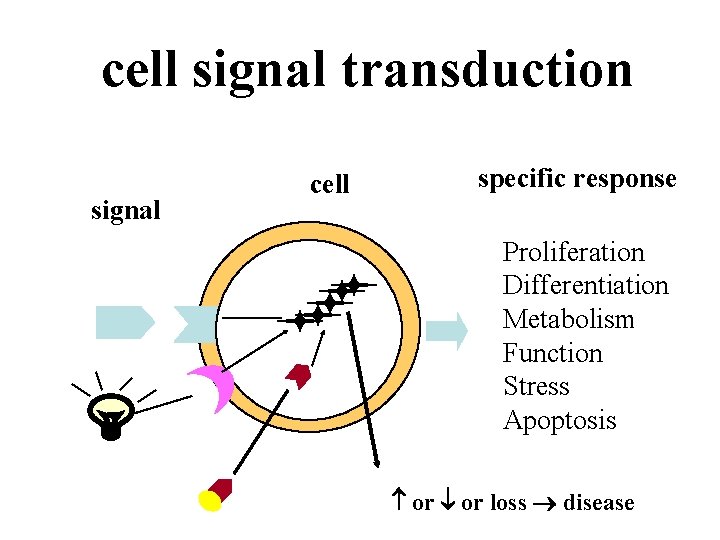 cell signal transduction signal cell specific response Proliferation Differentiation Metabolism Function Stress Apoptosis or