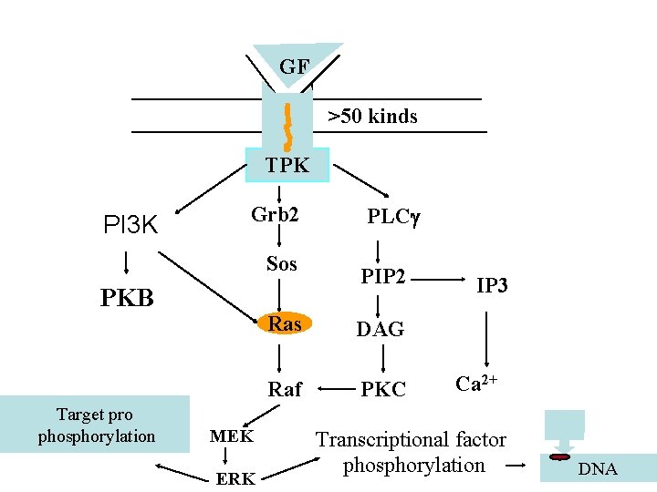 GF >50 kinds TPK PI 3 K Grb 2 Sos PKB Target pro phosphorylation