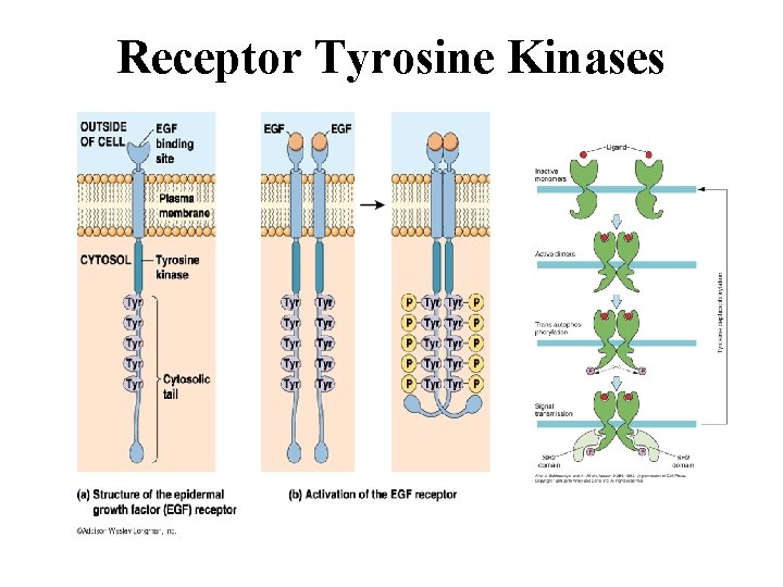 Receptor Tyrosine Kinases 