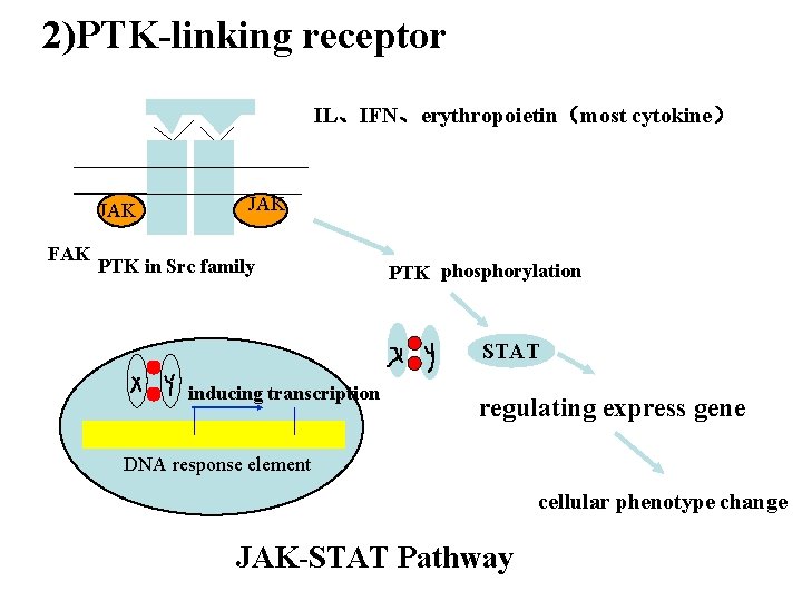 2)PTK-linking receptor IL、IFN、erythropoietin（most cytokine） JAK FAK PTK in Src family PTK phosphorylation STAT inducing