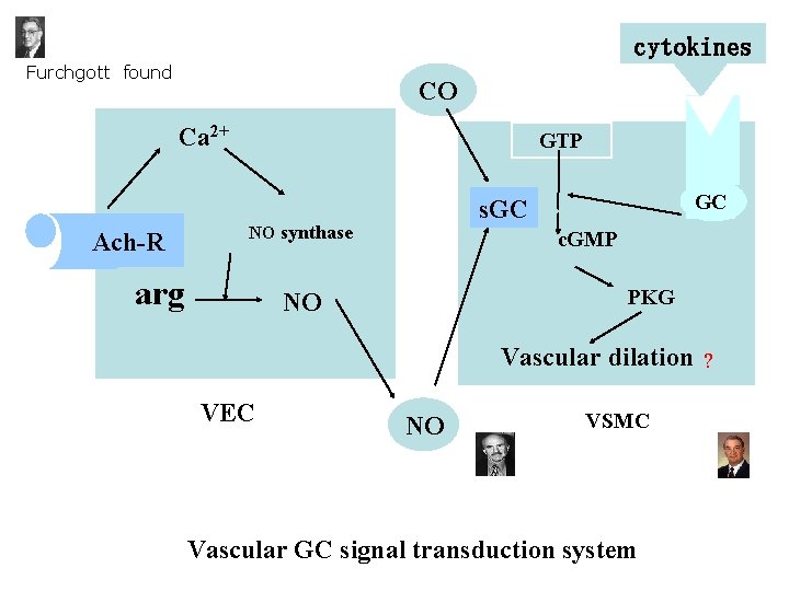 cytokines Furchgott found CO Ca 2+ Ach-R GTP NO synthase arg R GC s.