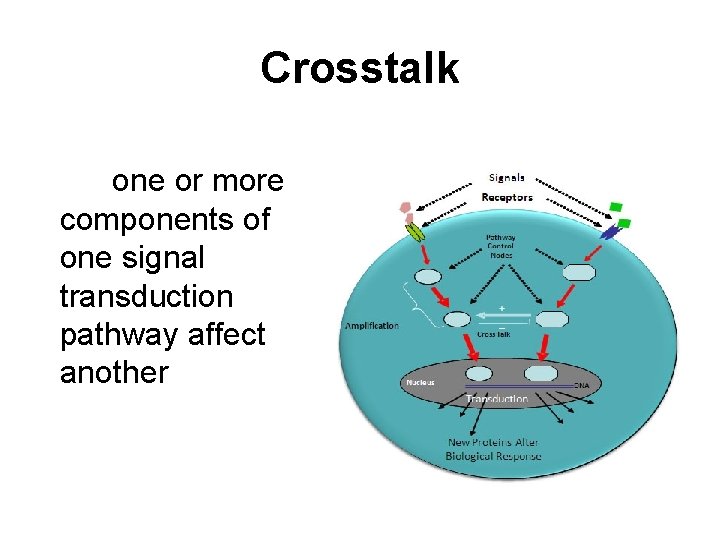 Crosstalk one or more components of one signal transduction pathway affect another 