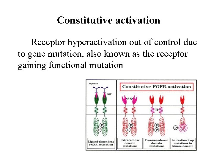 Constitutive activation Receptor hyperactivation out of control due to gene mutation, also known as