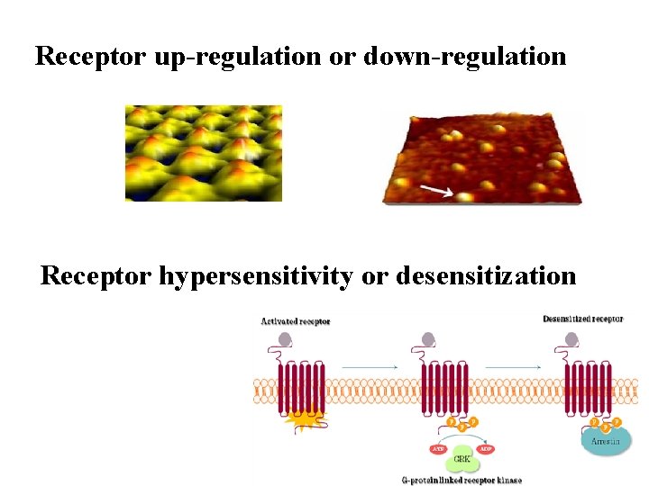 Receptor up-regulation or down-regulation Receptor hypersensitivity or desensitization 