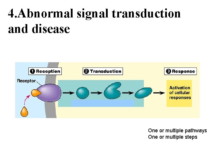 4. Abnormal signal transduction and disease One or multiple pathways One or multiple steps