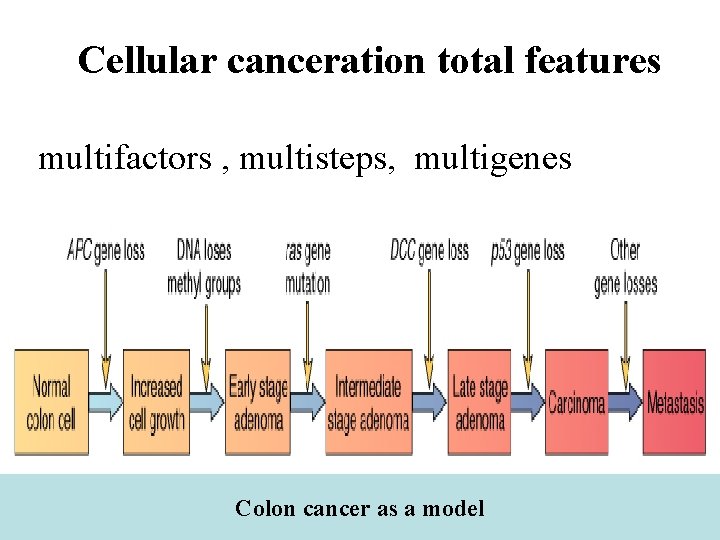 Cellular canceration total features multifactors , multisteps, multigenes Colon cancer as a model 