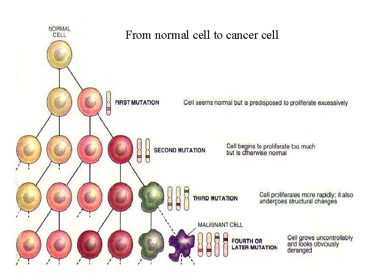 From normal cell to cancer cell 