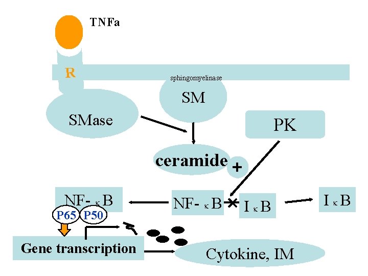 TNFa R sphingomyelinase SM SMase PK ceramide + NF- B P 65 P 50