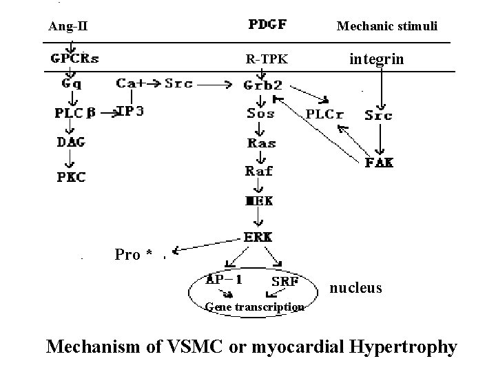 Ang-II Mechanic stimuli R-TPK integrin Pro * nucleus Gene transcription Mechanism of VSMC or