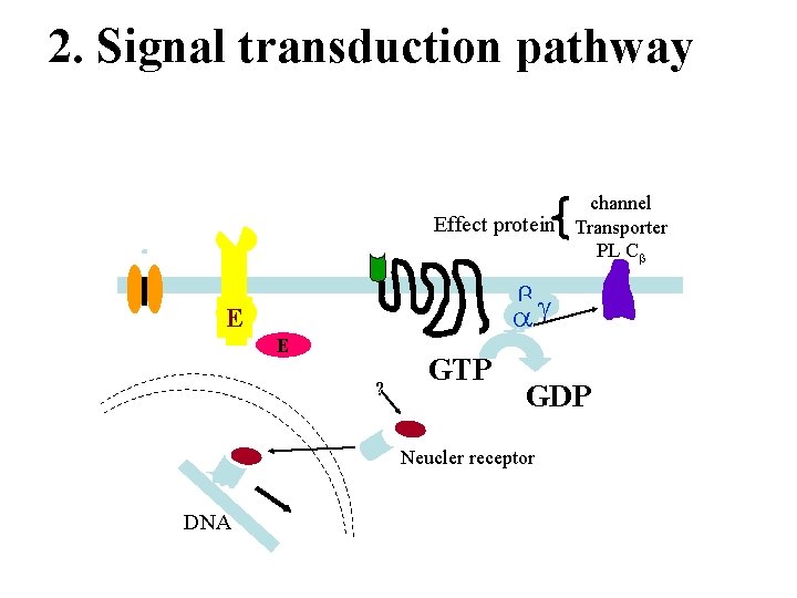 2. Signal transduction pathway channel Effect protein Transporter PL C E E ? GTP