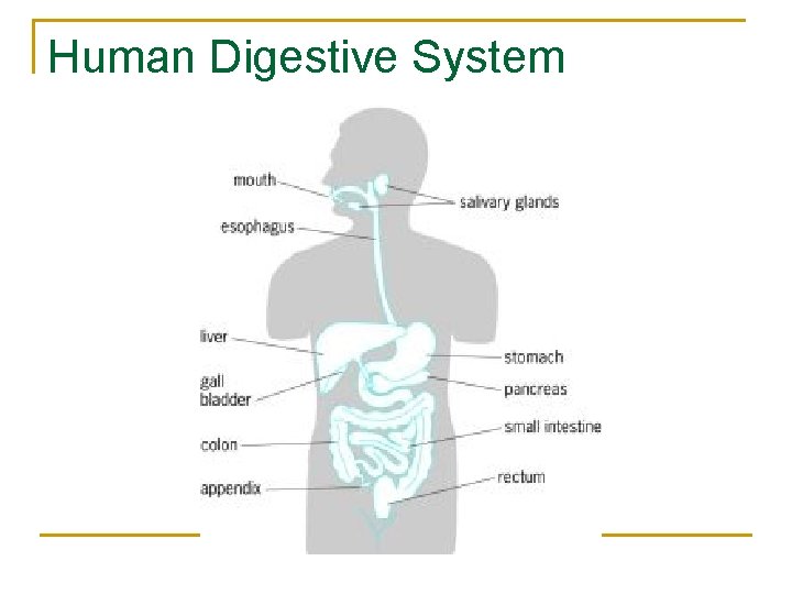 Human Digestive System Human Digestive System