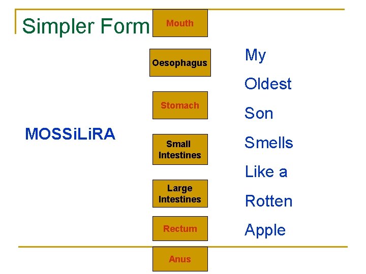 Simpler Form! Mouth Oesophagus My Oldest Stomach MOSSi. Li. RA Small Intestines Son Smells Simpler Form! Mouth Oesophagus My Oldest Stomach MOSSi. Li. RA Small Intestines Son Smells
