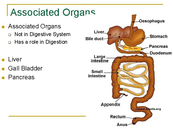 Associated Organs n Associated Organs q q n n n Not in Digestive System Associated Organs n Associated Organs q q n n n Not in Digestive System
