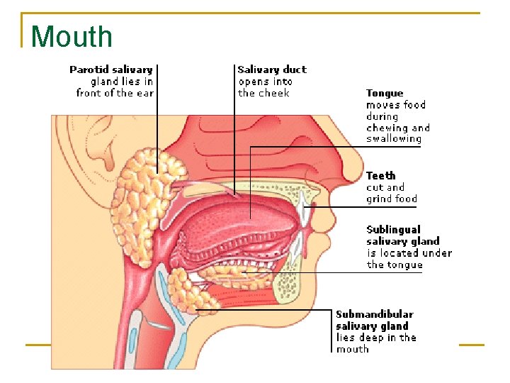 Mouth Mouth
