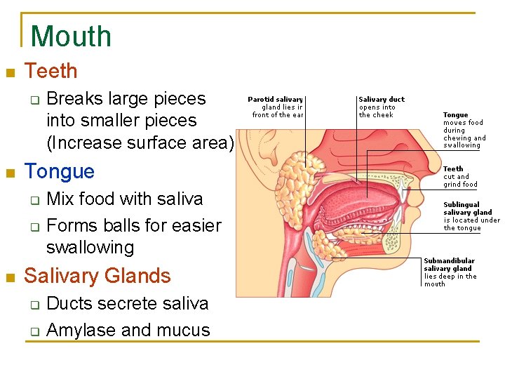 Mouth n Teeth q n Tongue q q n Breaks large pieces into smaller Mouth n Teeth q n Tongue q q n Breaks large pieces into smaller