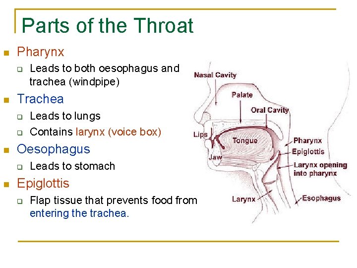 Parts of the Throat n Pharynx q n Trachea q q n Leads to Parts of the Throat n Pharynx q n Trachea q q n Leads to