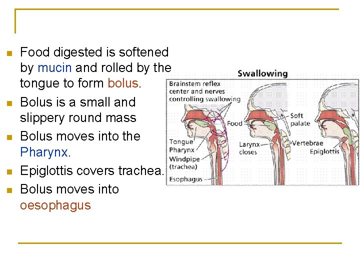 n n n Food digested is softened by mucin and rolled by the tongue n n n Food digested is softened by mucin and rolled by the tongue
