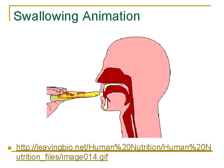 Swallowing Animation n http: //leavingbio. net/Human%20 Nutrition/Human%20 N utrition_files/image 014. gif Swallowing Animation n http: //leavingbio. net/Human%20 Nutrition/Human%20 N utrition_files/image 014. gif