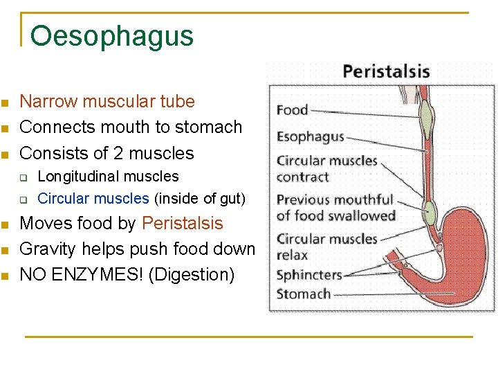Oesophagus n n n Narrow muscular tube Connects mouth to stomach Consists of 2 Oesophagus n n n Narrow muscular tube Connects mouth to stomach Consists of 2